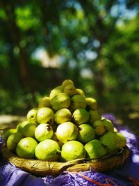 Fresh guavas from the garden 