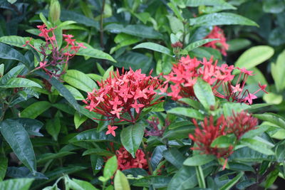 Close-up of red flowering plant