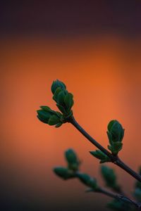 Close-up of flower bud growing outdoors