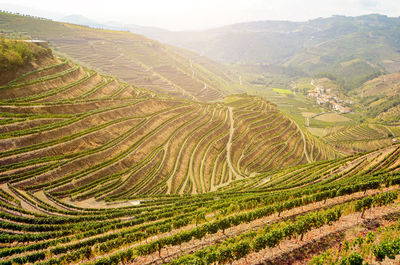 Vineyards with red wine grapes for port wine near winery, douro valley duero river, porto portugal