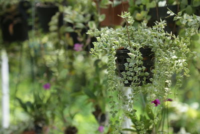 Close-up of flowering plant in back yard