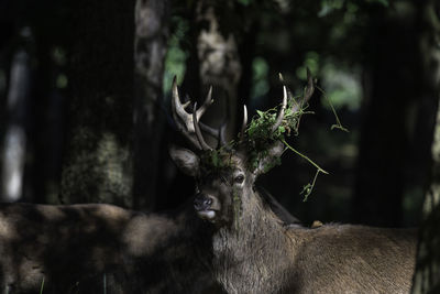 Close-up of deer statue in forest
