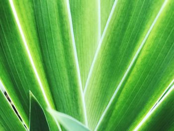 Full frame shot of palm leaf
