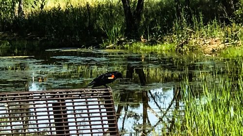 Duck swimming in a lake