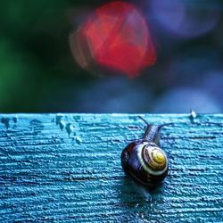 Close-up of snail on leaf