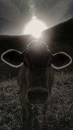 Portrait of cow standing on field