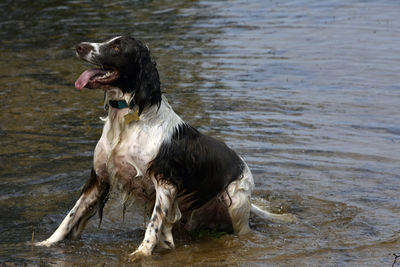 View of dog on beach