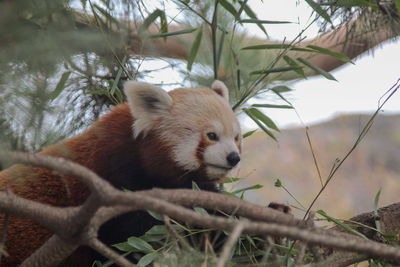 Roter panda 