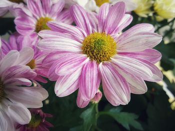 Close-up of pink flowering plants in park