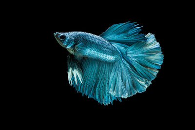 Close-up of fish swimming in sea