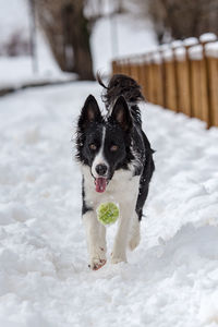 Portrait of dog running in snow