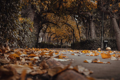 Fallen leaves on street by trees during autumn