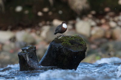 Close-up of bird perching on rock