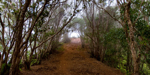 Dirt road amidst trees