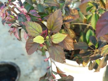 Close-up of green leaves on plant