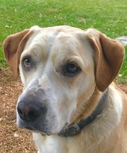 Close-up portrait of dog on field