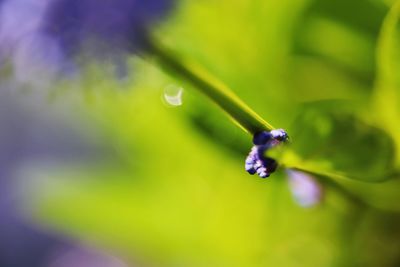 Close-up of wet purple flower