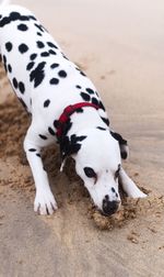 Close-up portrait of dog