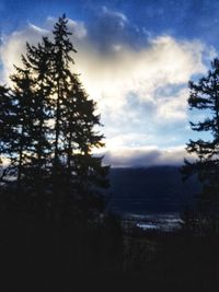 Silhouette of trees at sunset