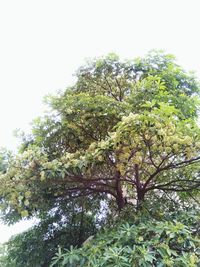 Low angle view of trees against sky