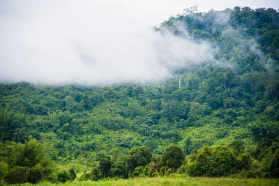 Scenic view of forest against sky