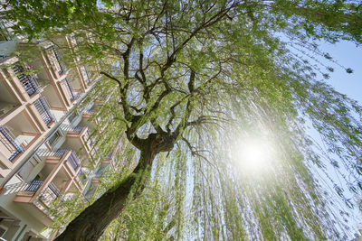 Low angle view of sunlight streaming through tree against sky