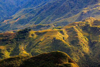 High angle view of trees on mountain