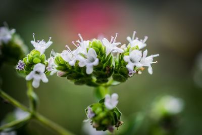 Close-up of flowers blooming outdoors