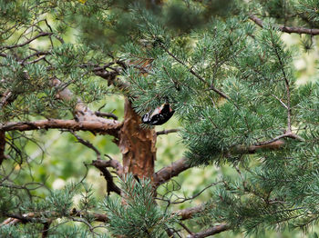 Bird perching on a tree