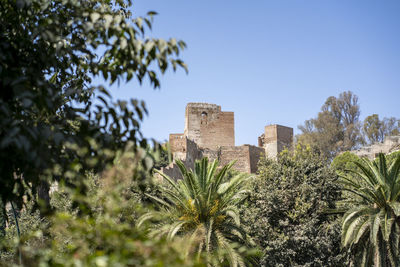 Low angle view of plants against buildings