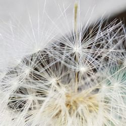 Close-up of dandelion