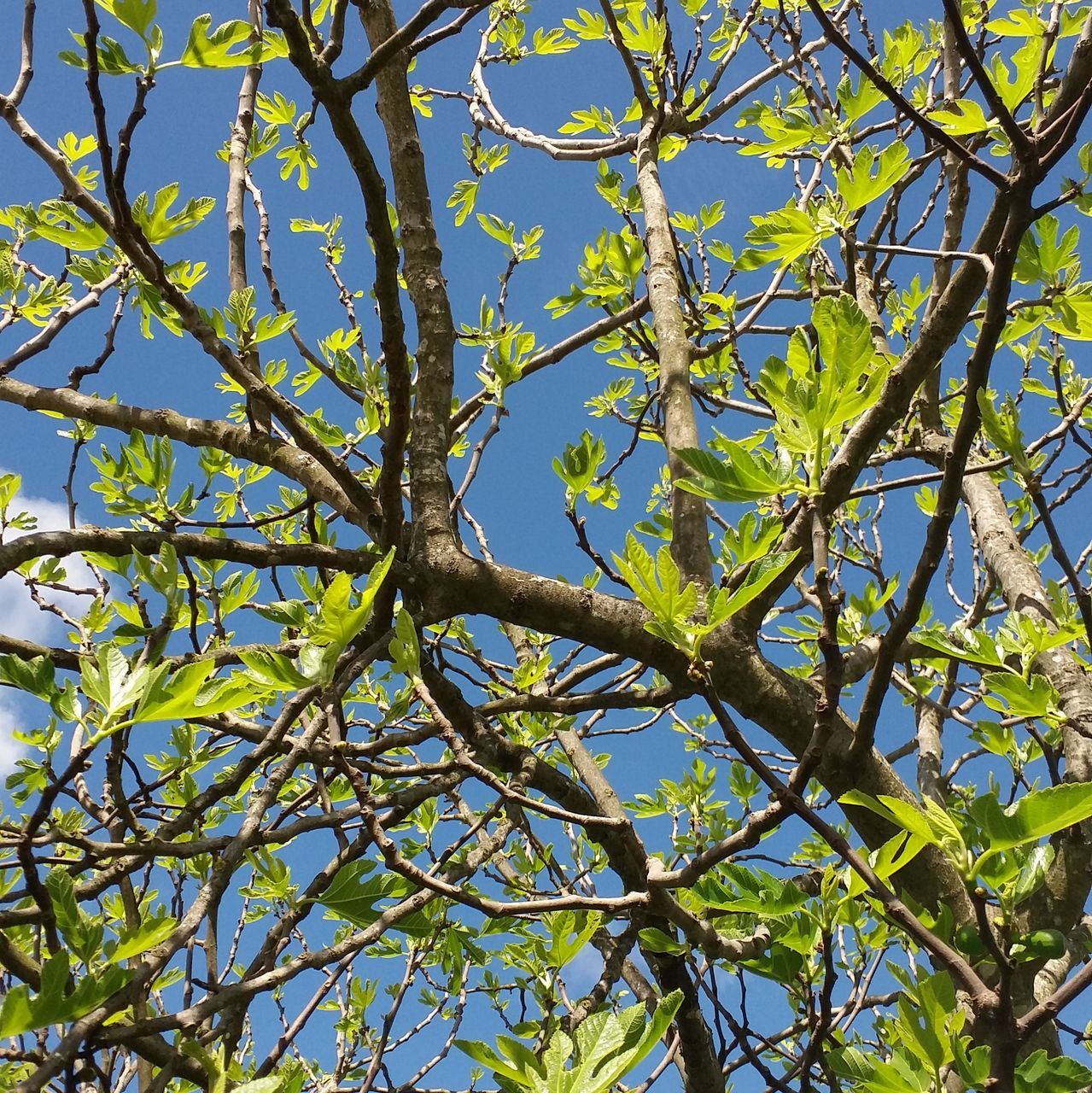 LOW ANGLE VIEW OF GREEN TREE AGAINST BLUE SKY
