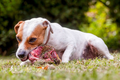 Close-up of dog on grass