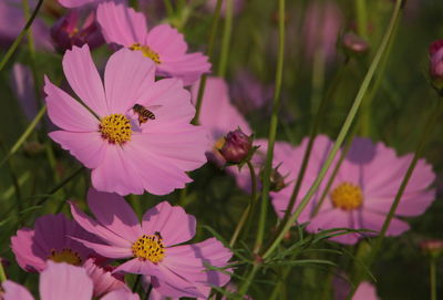 Close-up of bee pollinating flower