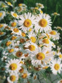 Close-up of white daisy flowers