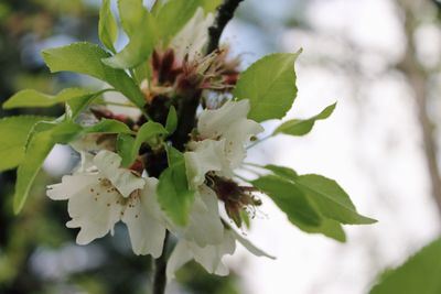 Close-up of white flowers on branch