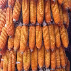 Full frame shot of stacked corns for sale
