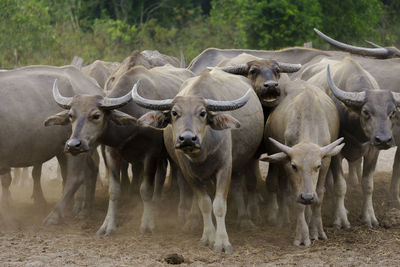 Herd of buffalo outdoors