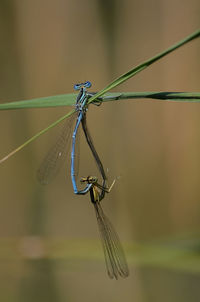 Close-up of dragonfly on plant