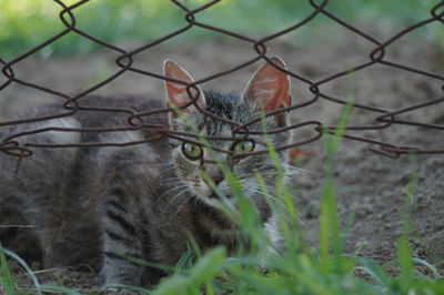 Portrait of a cat behind fence