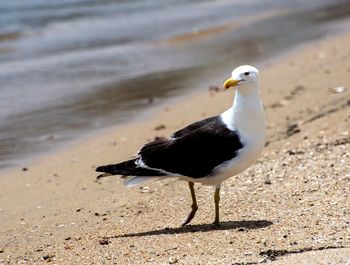 Close-up of seagull on sand at beach