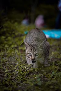 Close-up of cat on grass