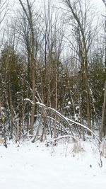 Bare trees in forest during winter