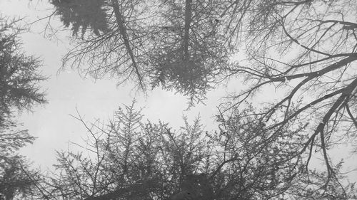 Low angle view of trees against sky