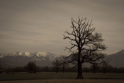 Bare tree on landscape against sky