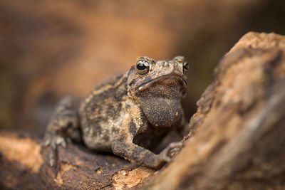 Close-up of lizard on rock