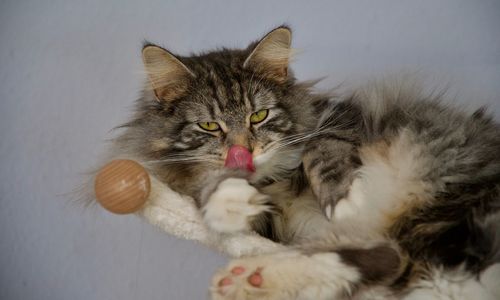 Close-up portrait of cat