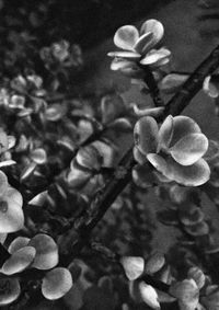 Close-up of flowers blooming outdoors