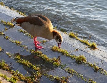 High angle view of bird in lake