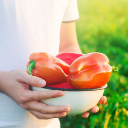 The farmer is harvesting the pepper in the field. fresh healthy organic vegetables. 